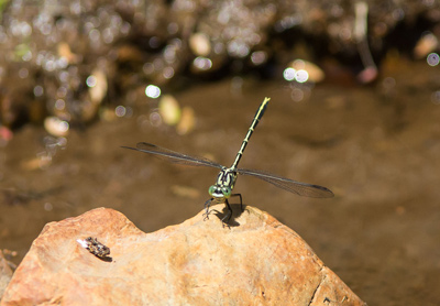Austrogomphus guerini